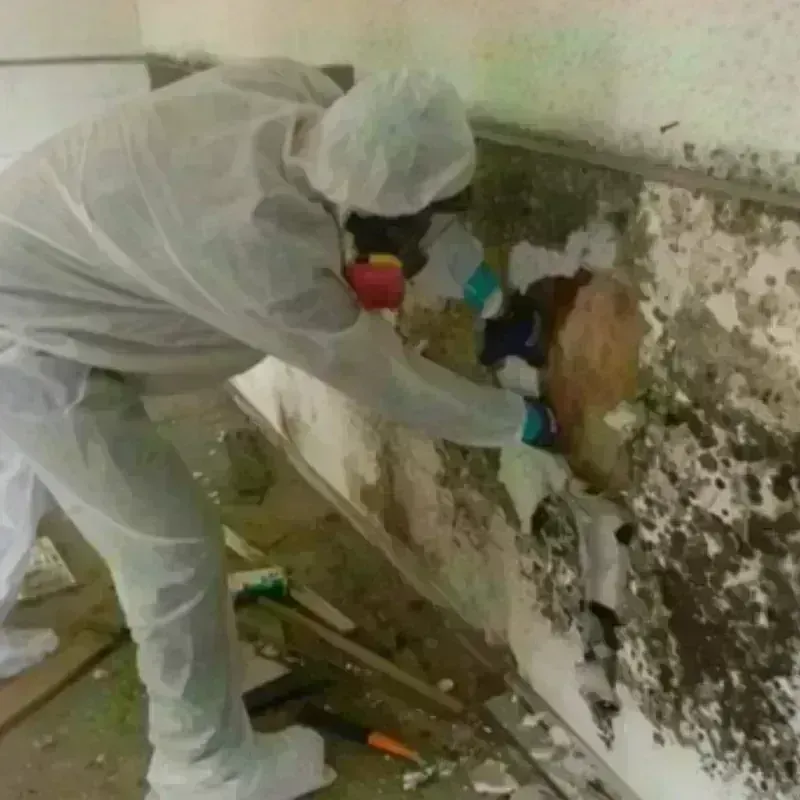 Mold Remediation and Removal in Stratford, TX